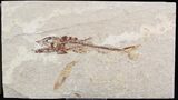 Predatory Eurypholis Fossil Fish With Shrimp - Part/Counterpart #24126-3